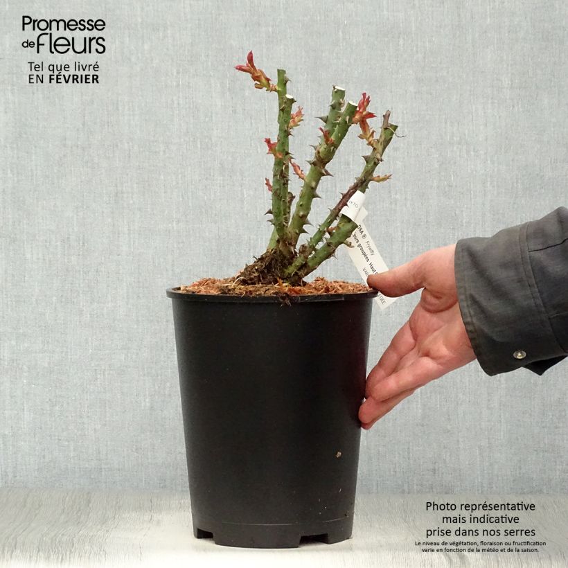 Amostra de Roseira floribunda Mokarosa Vaso de 4 L/5 L tal como entregue no inverno