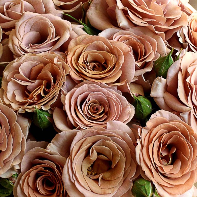 Roseira floribunda Mokarosa (Floração)