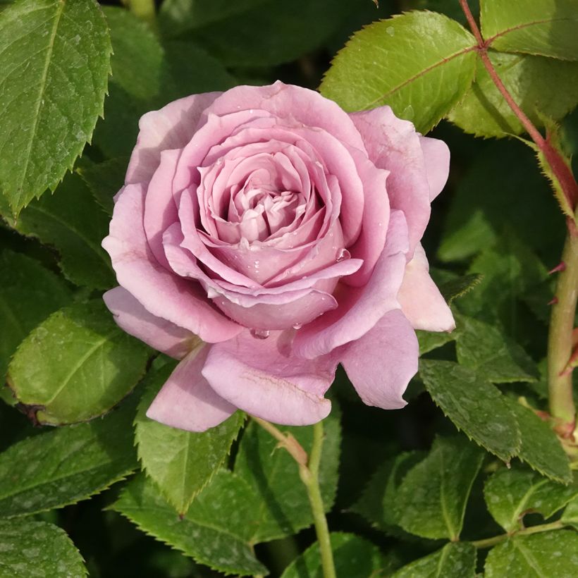 Roseira floribunda Novalis (Floração)