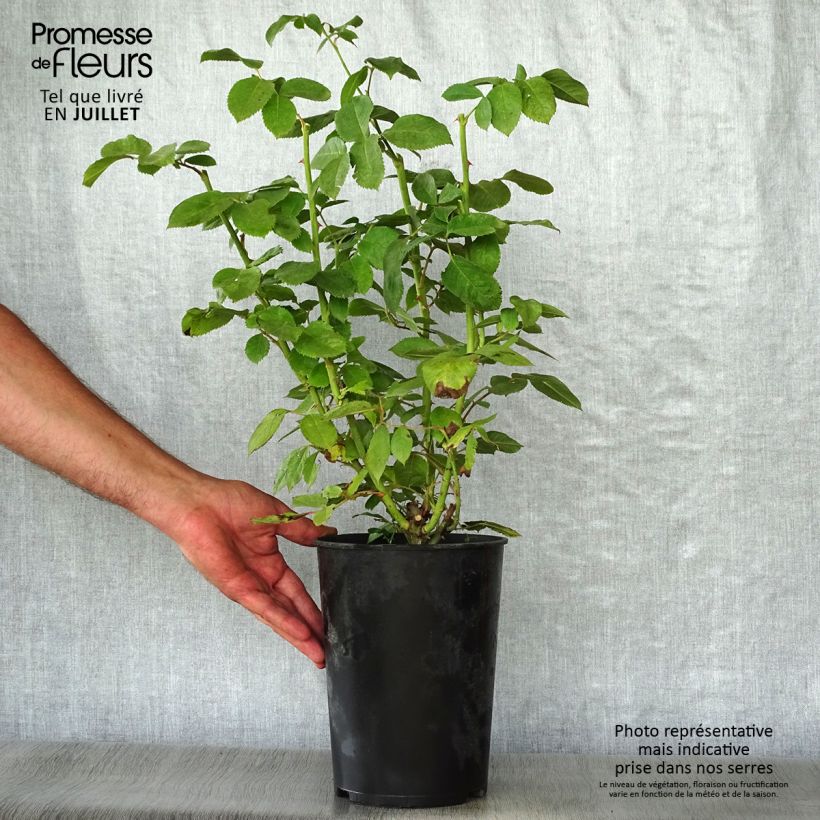 Amostra de Roseira floribunda Novalis Vaso de 4 L/5 L tal como entregue no verão