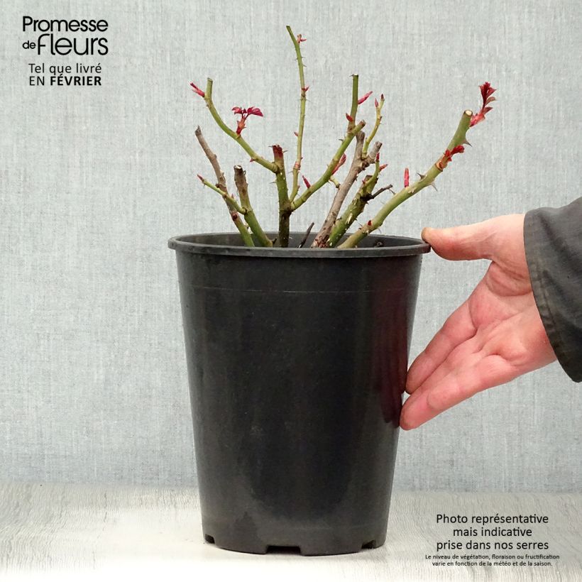 Amostra de Roseira floribunda Oranges and Lemons Vaso de 2 L/3 L tal como entregue no inverno