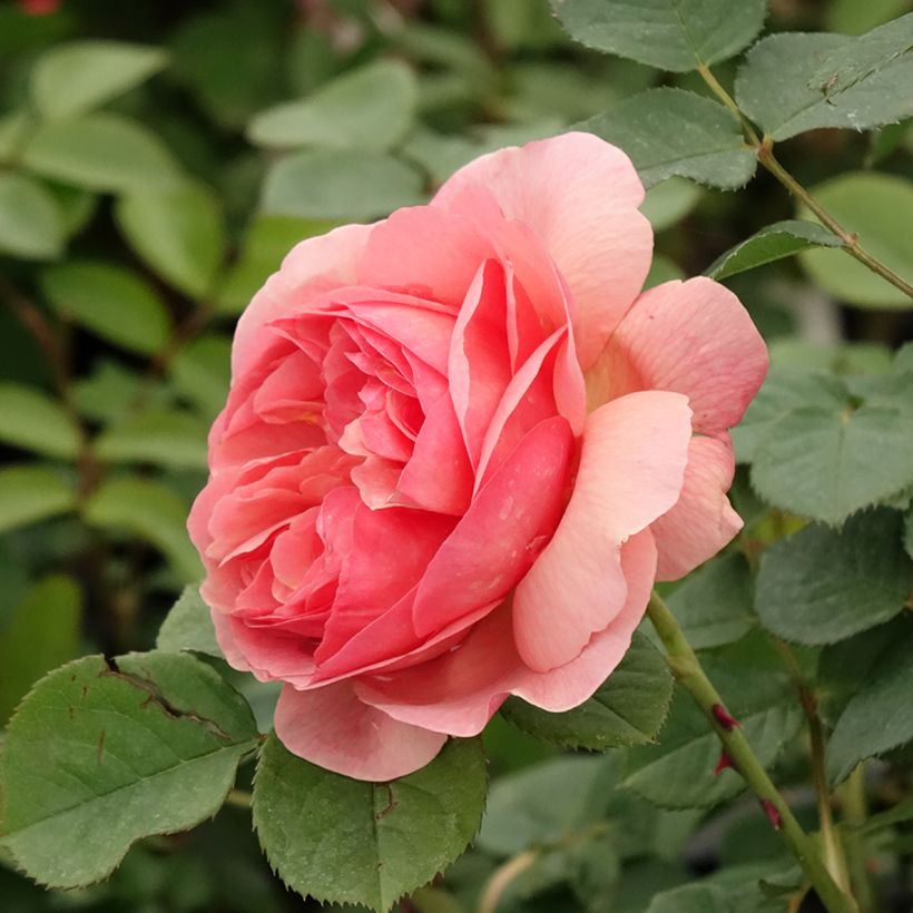 Roseira floribunda Park Abbey Rose (Floração)