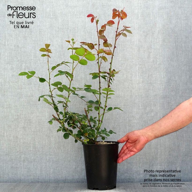Amostra de Roseira floribunda Park Abbey Rose Vaso de 4 L/5 L tal como entregue na primavera