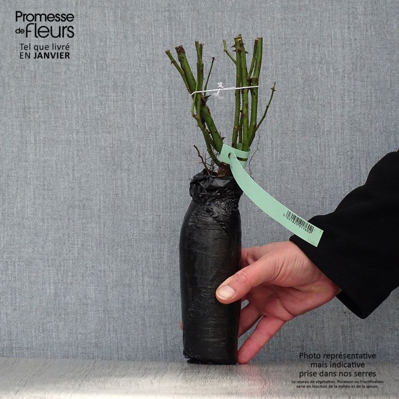 Amostra de Rosier à fleurs groupées Pernille Poulsen Raízes nuas em torrão tal como entregue no inverno