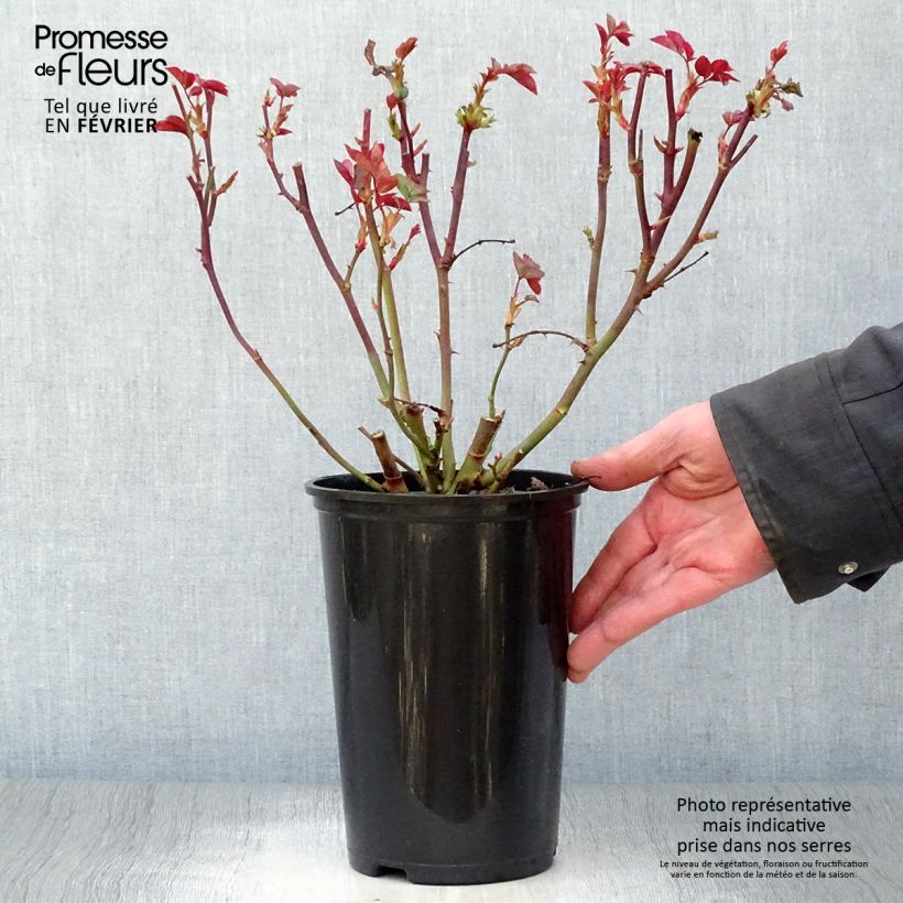 Amostra de Rosier à fleurs groupées Pernille Poulsen Vaso de 2 L/3 L tal como entregue no inverno