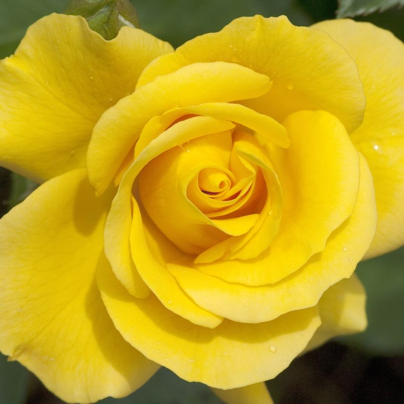 Roseira comestível Picnic (Floração)