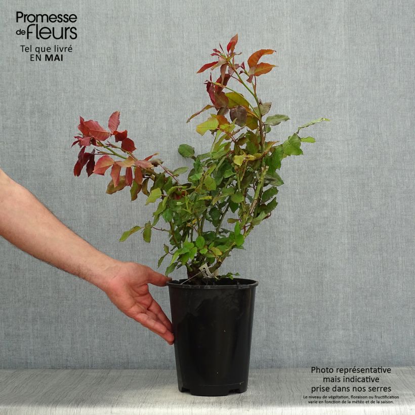 Amostra de Roseira floribunda Quinte Flush Vaso de 4 L/5 L tal como entregue na primavera