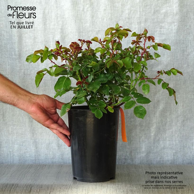 Amostra de Roseira floribunda Red Leonardo da Vinci Vaso de 4 L/5 L tal como entregue no verão