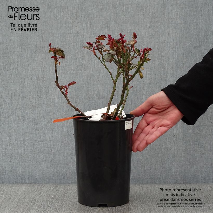 Amostra de Rosier à fleurs groupées Red Leonardo da Vinci Vaso de 4 L/5 L tal como entregue no inverno