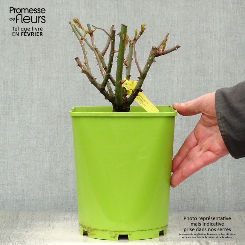 Amostra de Roseira floribunda Rhapsody in Blue Vaso de 4 L/5 L tal como entregue no inverno