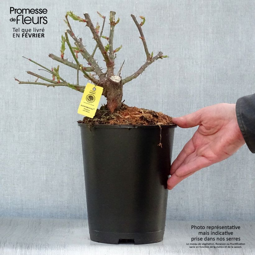 Amostra de Roseira floribunda Scentimental Vaso de 4 L/5 L tal como entregue no inverno