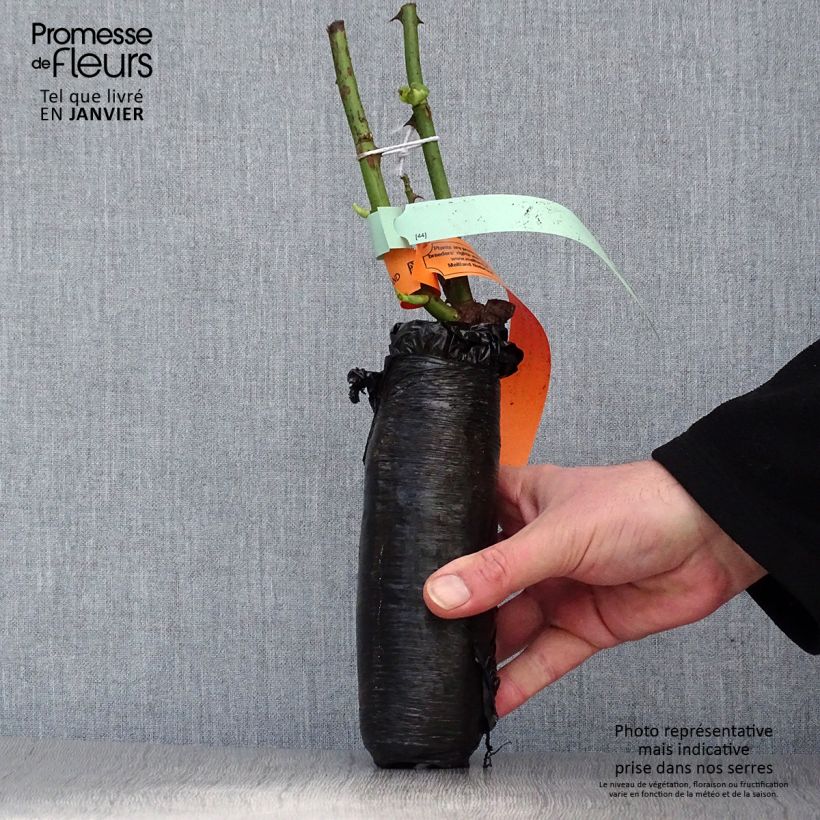 Amostra de Rosier à fleurs groupées Schöne Koblenzerin Raízes nuas em torrão tal como entregue no inverno