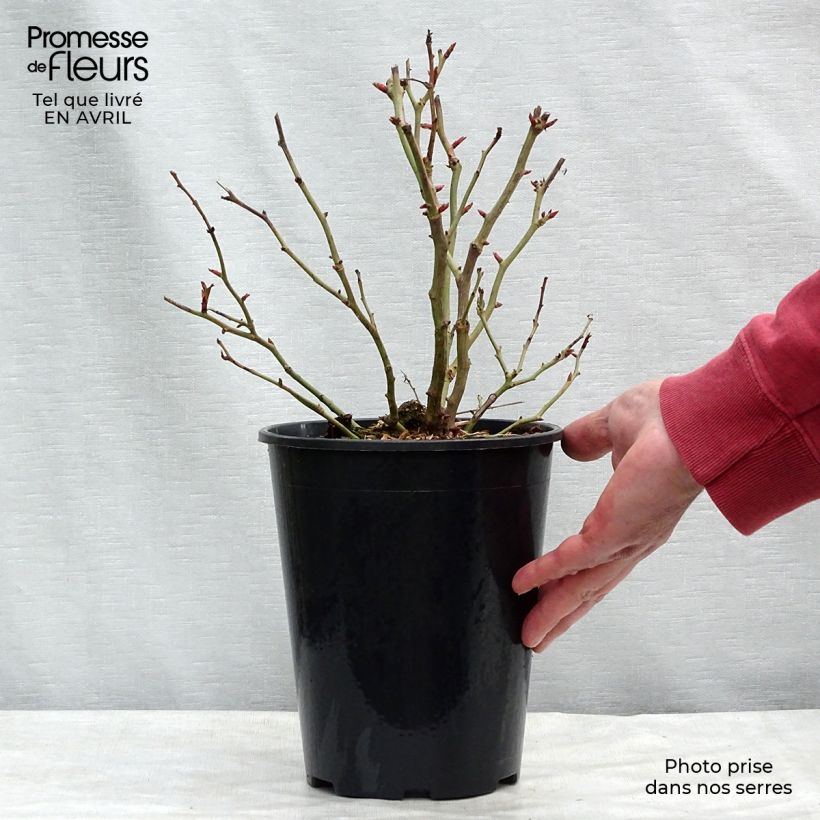 Amostra de Roseira floribunda Schöne Koblenzerin Vaso de 2 L/3 L tal como entregue na primavera