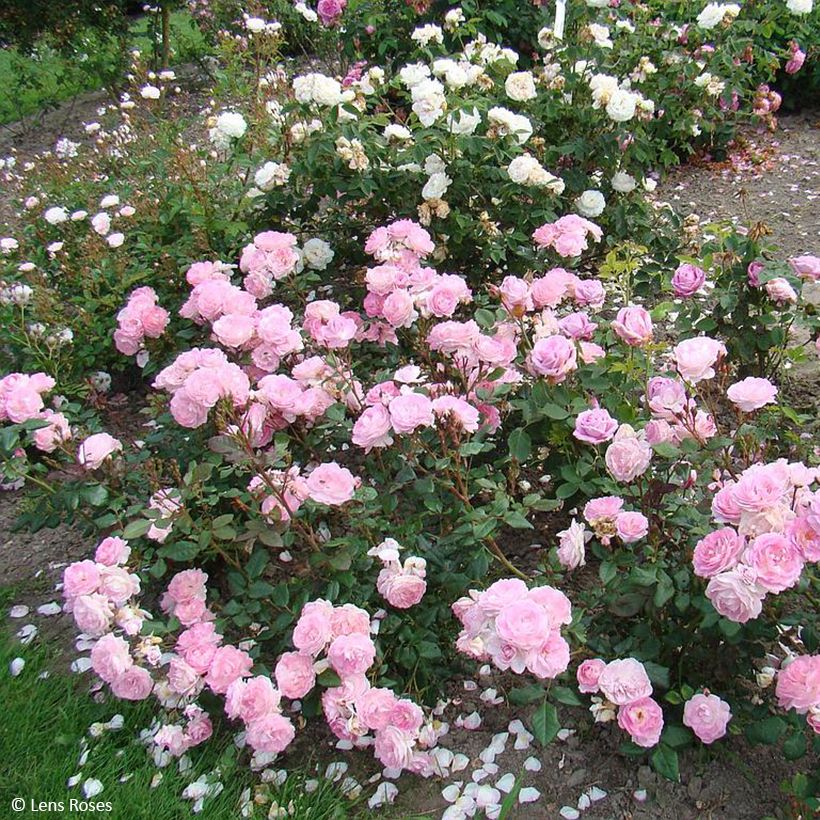 Roseira floribunda Sourire de Sylvie (Hábito)