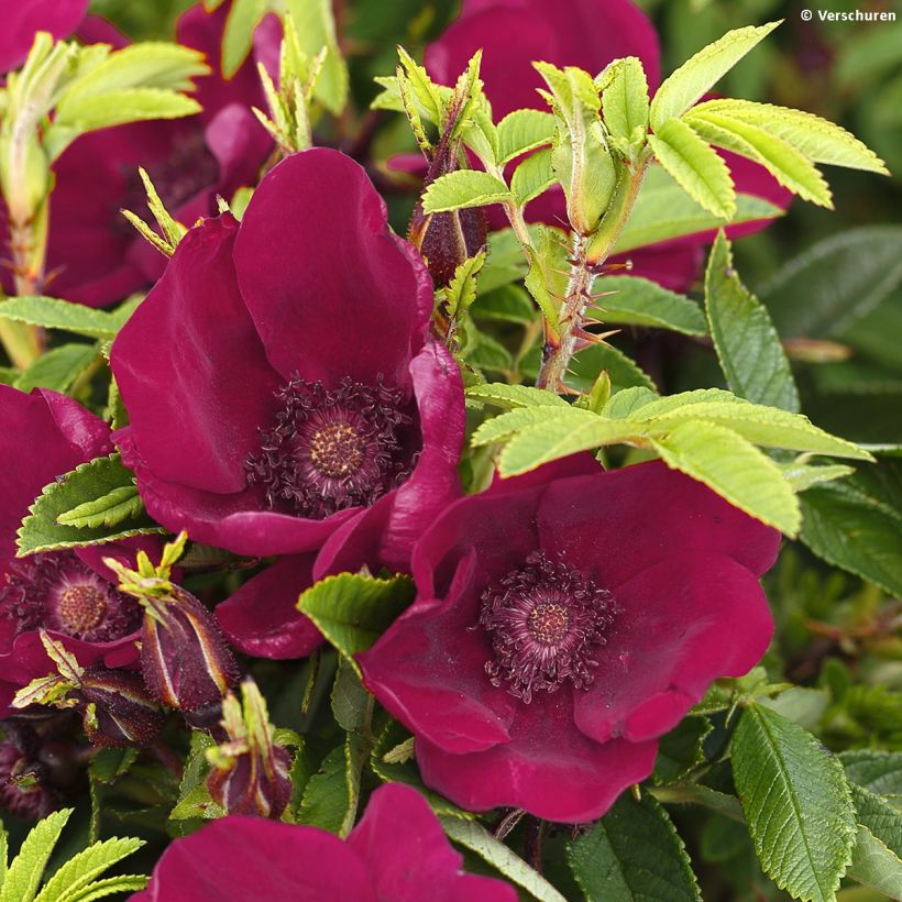 Roseira floribunda Strandperle Norderney (Floração)