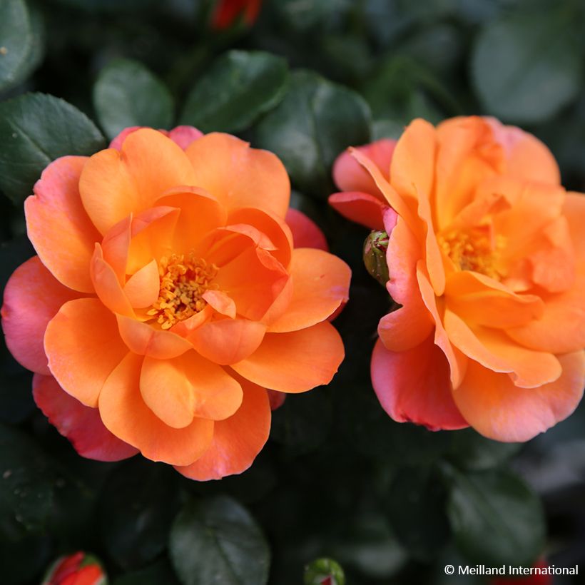 Roseira floribunda Sugar Candy Rose (Floração)