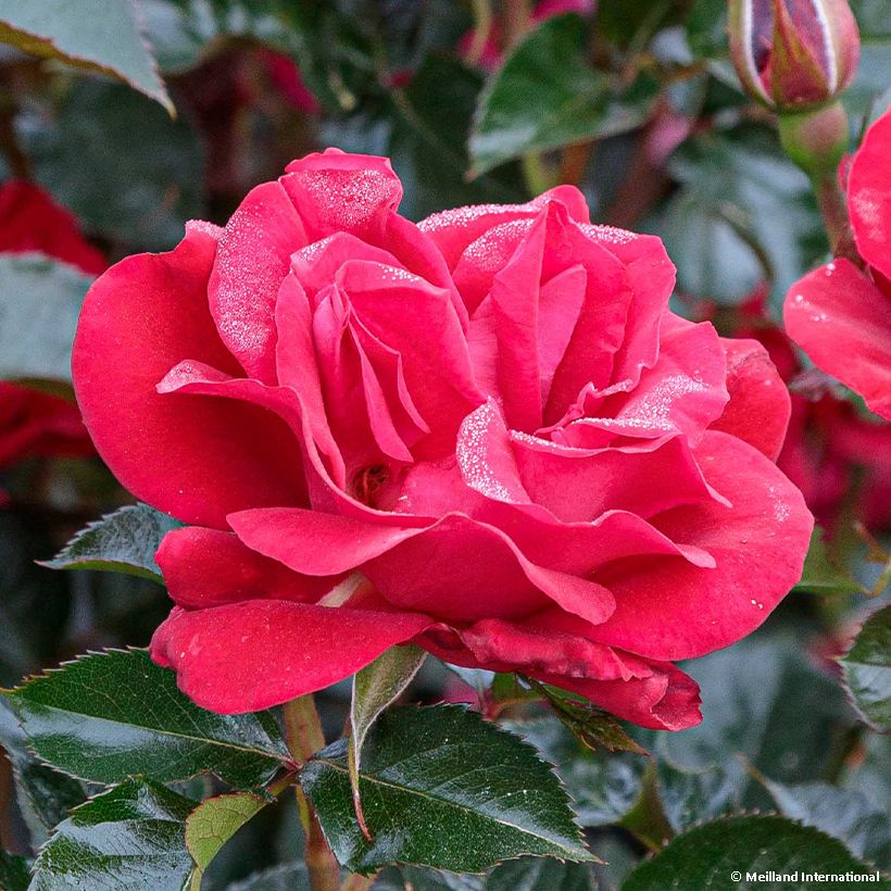 Roseira floribunda Rose du CICR (Floração)