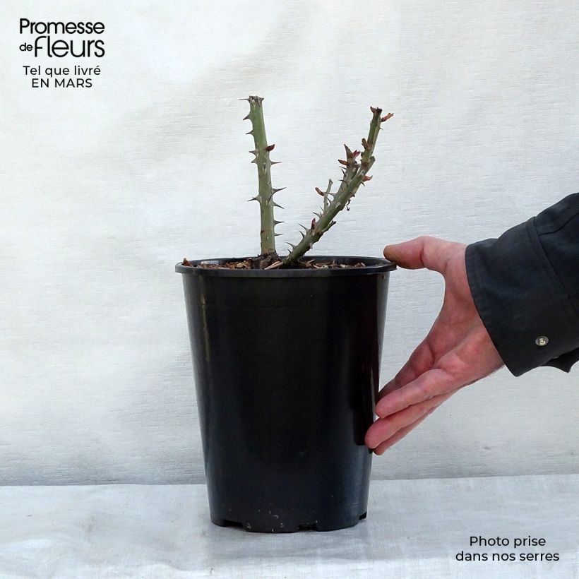 Amostra de Rosier à fleurs groupées Summer of Love Vaso de 2 L/3 L tal como entregue no inverno