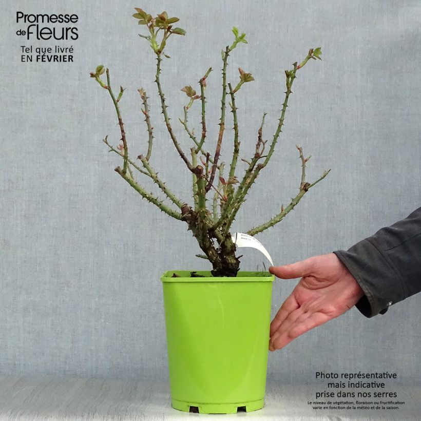 Amostra de Rosier à fleurs groupées Sylvie Vartan Vaso de 4 L/5 L tal como entregue no inverno