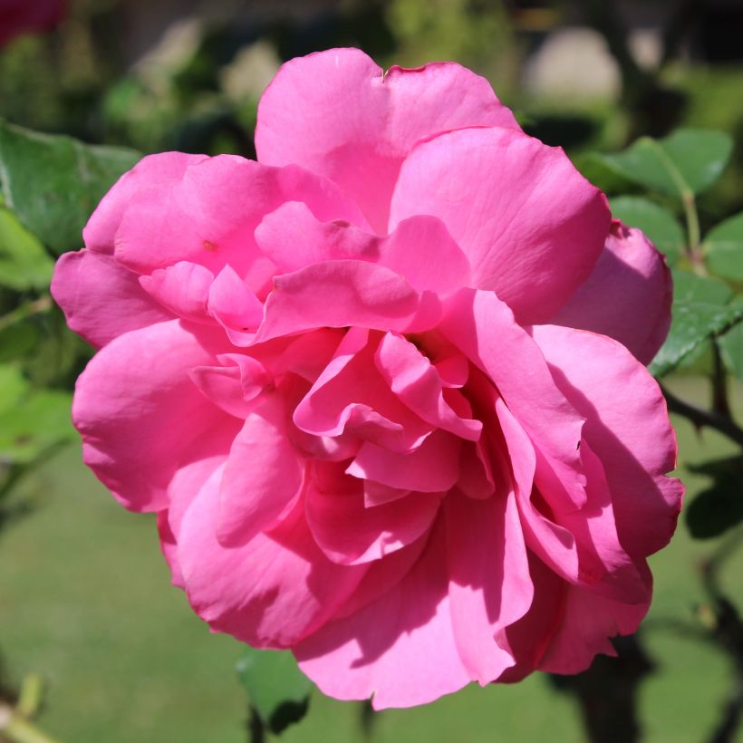 Roseira floribunda Sylvie Vartan (Floração)