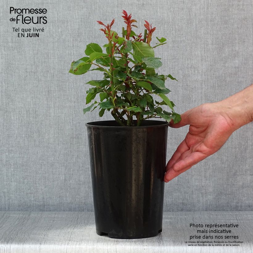 Amostra de Roseira floribunda Tobago Vaso de 4 L/5 L tal como entregue na primavera