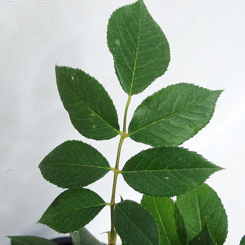 Roseira floribunda You're Beautiful (Folhagem)