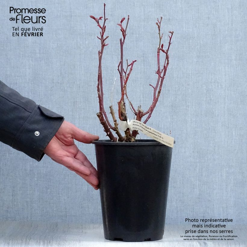 Amostra de Rosier à fleurs groupées Ville de Saumur Vaso de 4 L/5 L tal como entregue no inverno