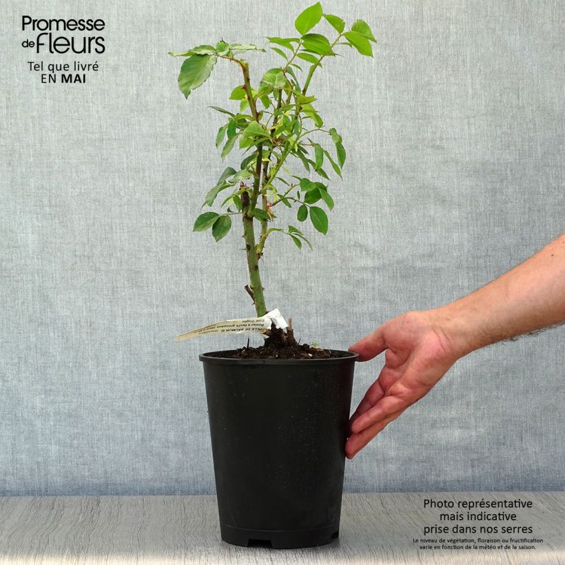 Amostra de Roseira floribunda You're Beautiful Vaso de 4 L/5 L tal como entregue na primavera