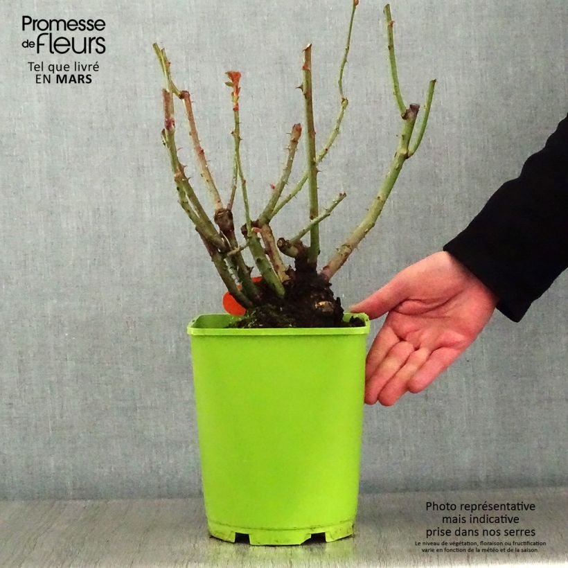 Amostra de Roseira de flor grande Pullman Orient Express Vaso de 4 L/5 L tal como entregue no inverno