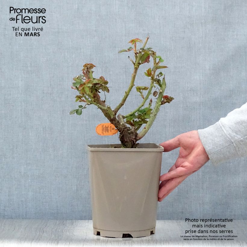 Amostra de Roseira de flor grande Pullman Orient Express Vaso de 4 L/5 L tal como entregue na primavera