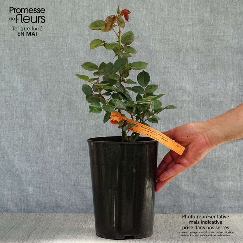 Amostra de Roseira de flor grande Abbaye de Cluny Vaso de 4 L/5 L tal como entregue na primavera