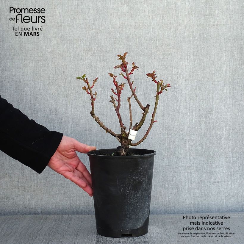 Amostra de Rosier à grandes fleurs Agnès B Pot de 4L/5L tal como entregue no inverno