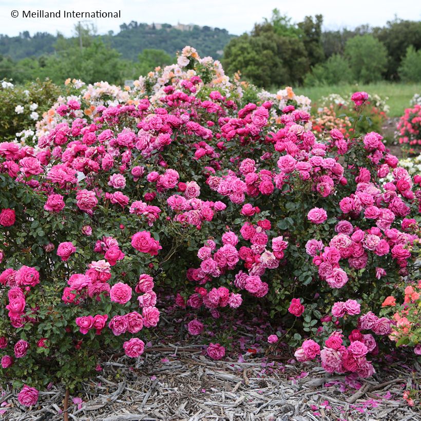 Roseira de flor grande Alexandre Astier (Hábito)