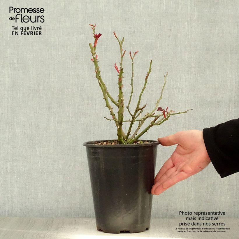 Amostra de Rosier à grandes fleurs Alissar Princess of Phoenicia Vaso de 4 L/5 L tal como entregue no inverno