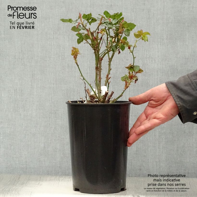Amostra de Rosier à grandes fleurs Anastasia Vaso de 4 L/5 L tal como entregue no inverno