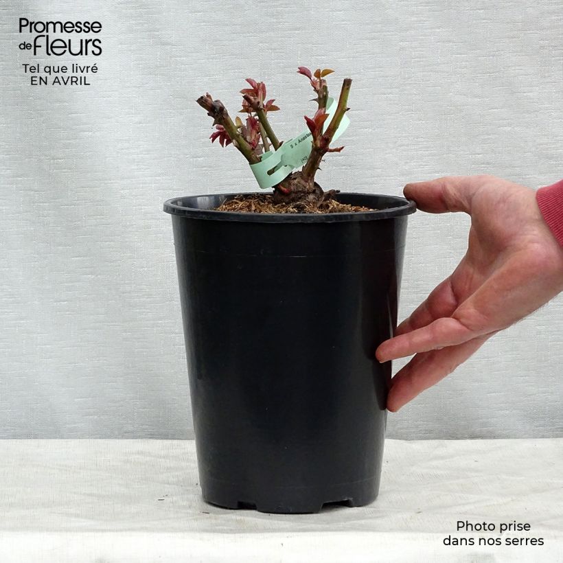 Amostra de Roseira de flor grande Anastasia Vaso de 4 L/5 L tal como entregue na primavera