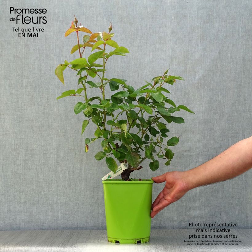 Amostra de Rosier à grandes fleurs André Eve Vaso de 4 L/5 L tal como entregue na primavera