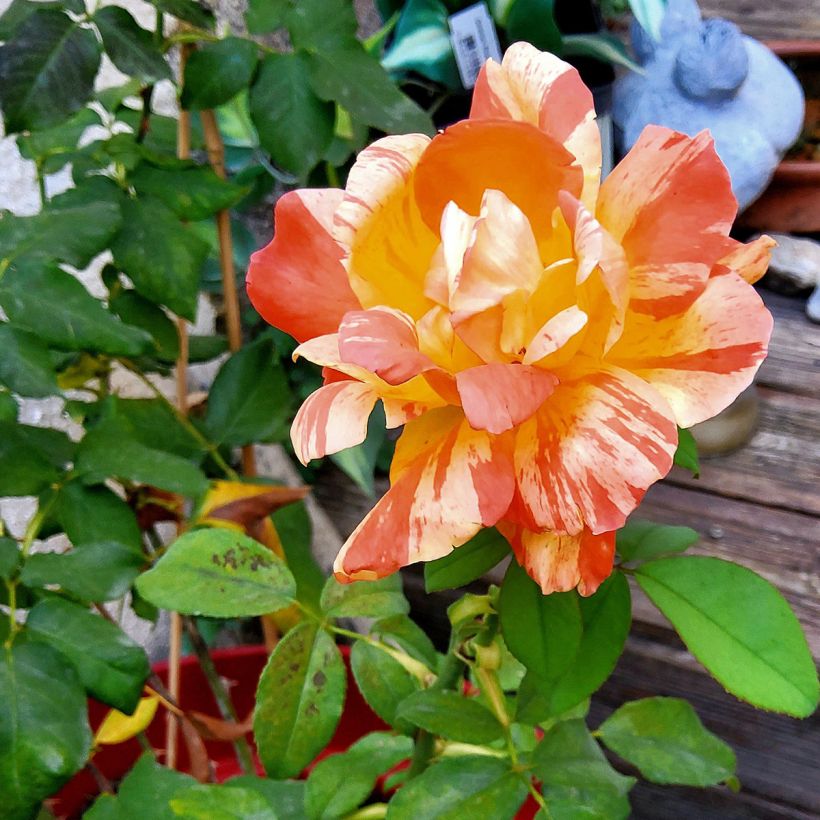 Roseira de flor grande André Willemse (Floração)