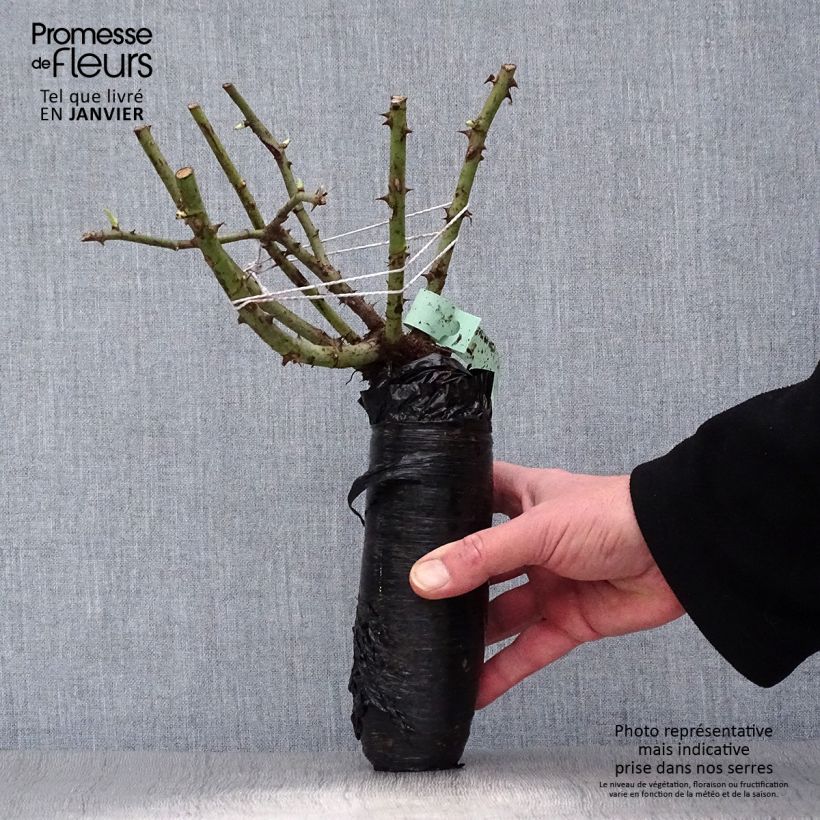 Amostra de Roseira de flor grande Annapurna Raízes nuas em torrão tal como entregue no inverno