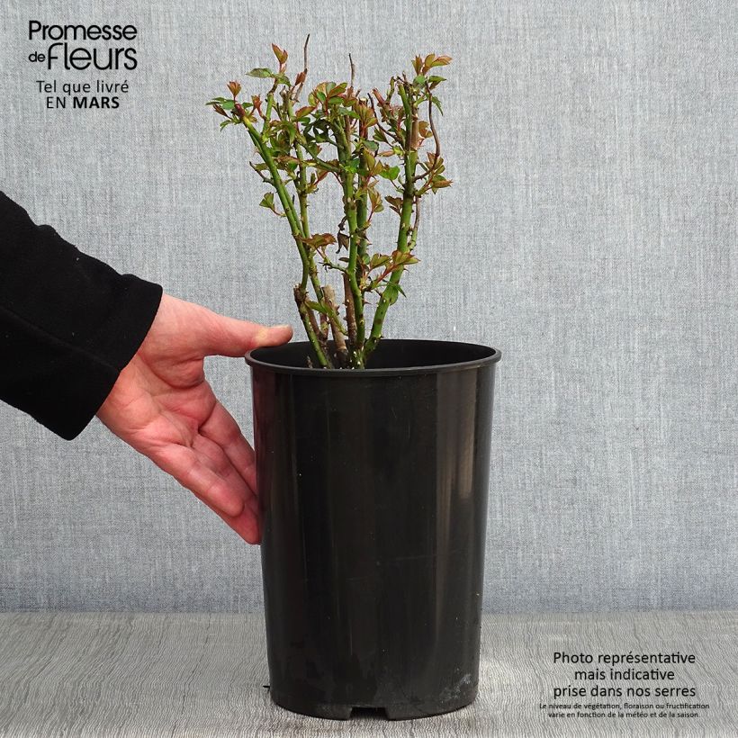 Amostra de Roseira de flor grande Annapurna Vaso de 4 L/5 L tal como entregue no inverno