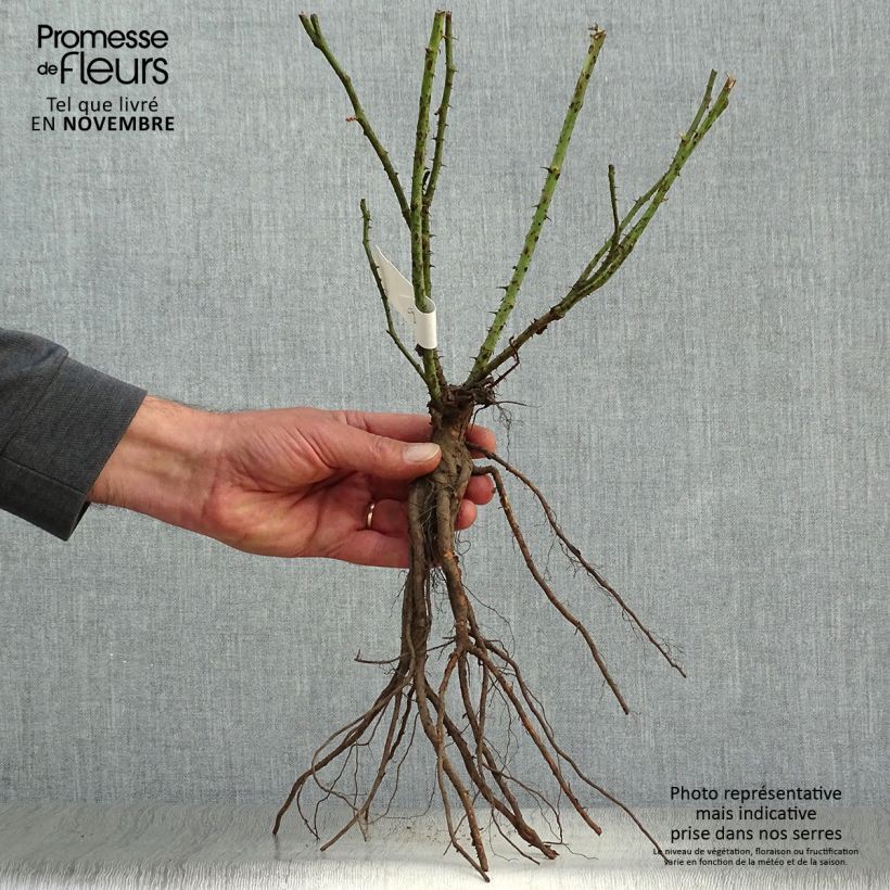 Amostra de Roseira de flor grande Annapurna Raízes nuas tal como entregue no outono