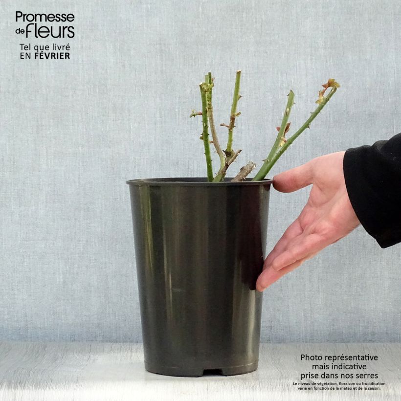 Amostra de Roseira de flor grande Astrid Grafin von Hardenberg Vaso de 4 L/5 L tal como entregue no inverno