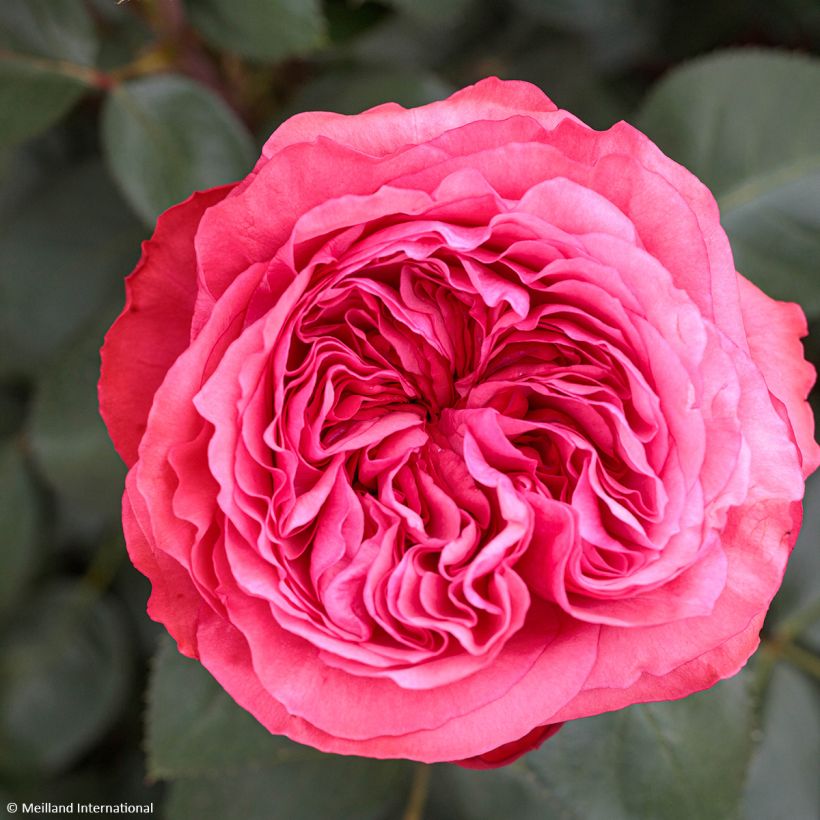 Roseira de flor grande Audrey Fleurot (Floração)