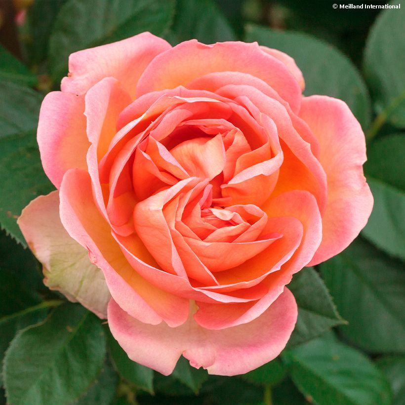 Roseira de flor grande Auguste Escoffier (Floração)