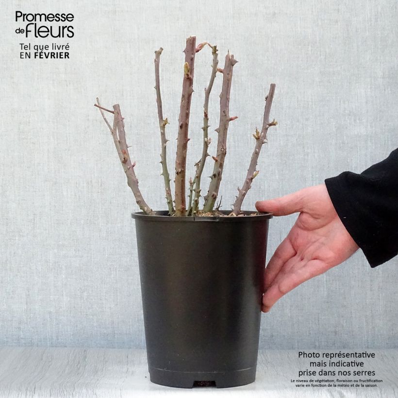 Amostra de Rosier à grandes fleurs Baie des Anges Vaso de 4 L/5 L tal como entregue no inverno