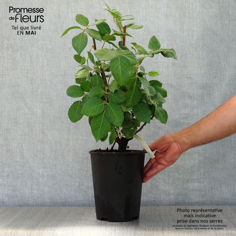 Amostra de Roseira de flor grande Baie des Anges Vaso de 4 L/5 L tal como entregue na primavera