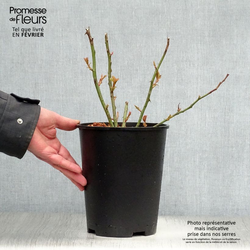 Amostra de Rosier à grandes fleurs Barbados Vaso de 4 L/5 L tal como entregue no inverno