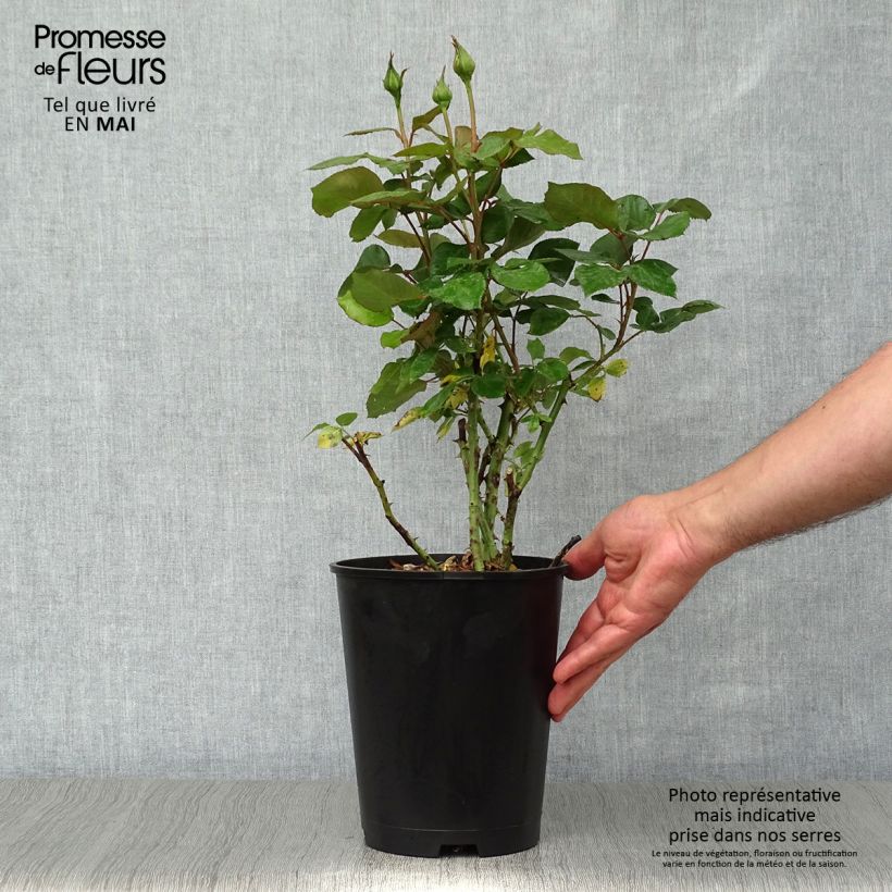 Amostra de Roseira de flor grande Barbados Vaso de 4 L/5 L tal como entregue na primavera