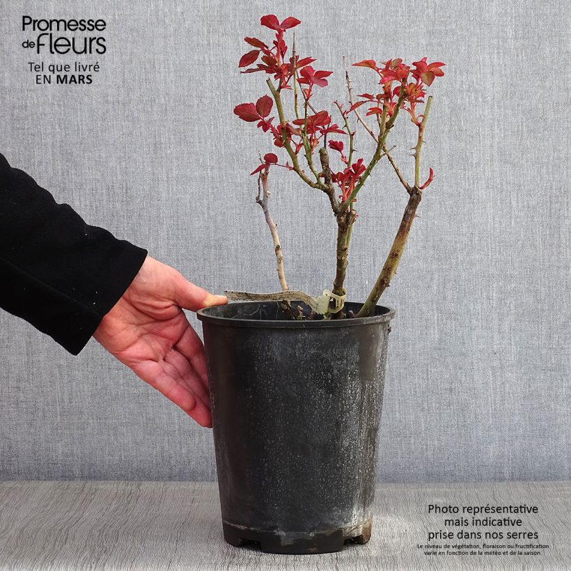 Amostra de Roseira de flor grande Belle du Seigneur Vaso de 4 L/5 L tal como entregue no inverno