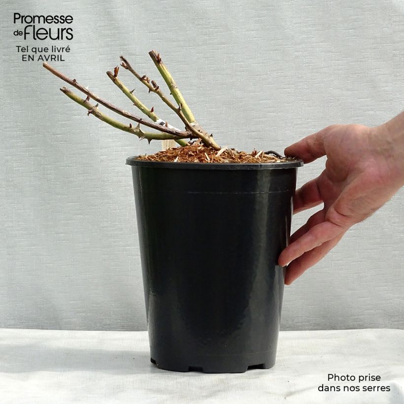 Amostra de Roseira de flor grande Belle du Seigneur Vaso de 4 L/5 L tal como entregue na primavera